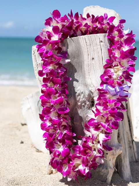 deluxe orchid lei greeting