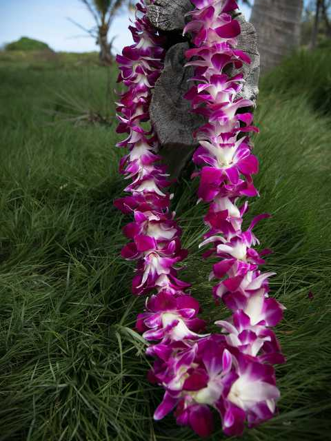 superior orchid lei greeting